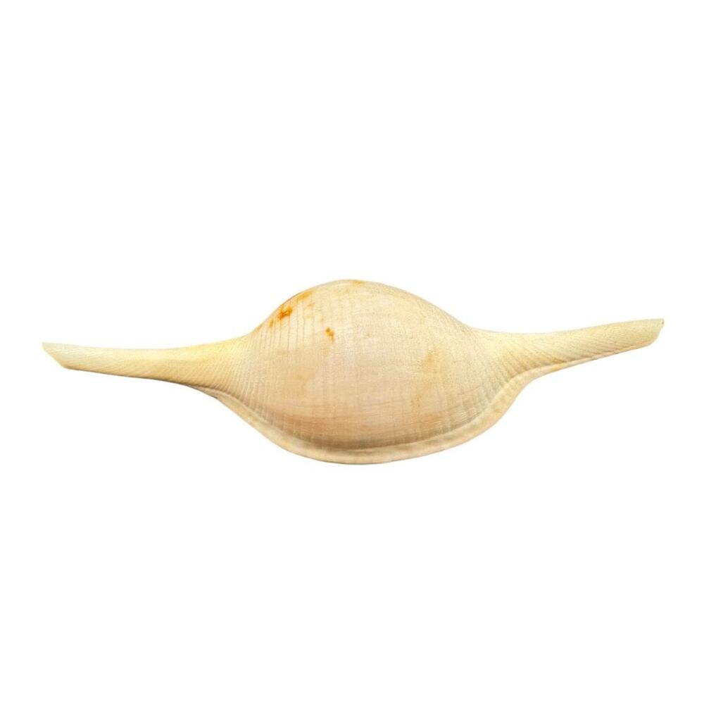 Natural Sea Shell Volva Volva Gastropod Tan 3.75 Inch Harvested 1980s